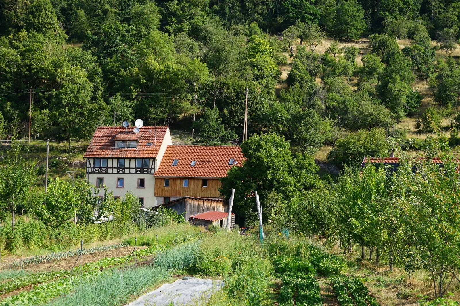 Unser Gemüse